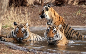 Sariska Weekend Gateway 1N2D