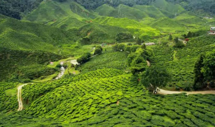 Munnar Packages